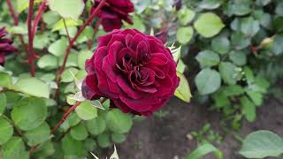 Роза Дездемона и Манстед Вуд. Очень красивые розы, цветут обильно и ярко все лето!