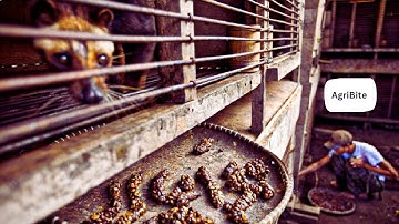 How Civet make World Most Expensive Coffee   Civet Coffee Farming   Coffee Harvest and Processing