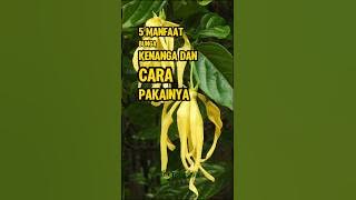 5 Manfaat Bunga Kenanga Dan Caranya