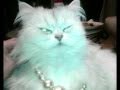 Video of My Chinchilla Persian &amp; my other 2 cats/kittens CUTE with avenged sevenfold song