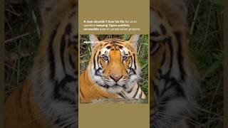 Why do we have Tigers in England? #news #tiger #tigerking