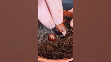 How To Grow Lychee From Seed 