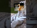 Золотые тигры (Интересные факты) #shorts #facts #tiger