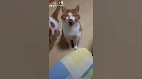 Watch the video about Cat Series