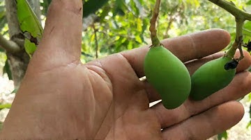 Bạn Sẽ Tự Tin Ghép Xoài || Cành Ghép Dưới Tán Đã Cho Quả || Vườn cây ăn trái Vlog