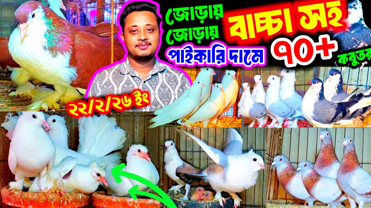 অবিশ্বাস্য মূল্যে ১০০% বাচ্চা সহকারে কবুতর কিনুন খামার থেকে || খুবিই কমদামে ৭০+ জোড়া কবুতর বিক্রি ||
