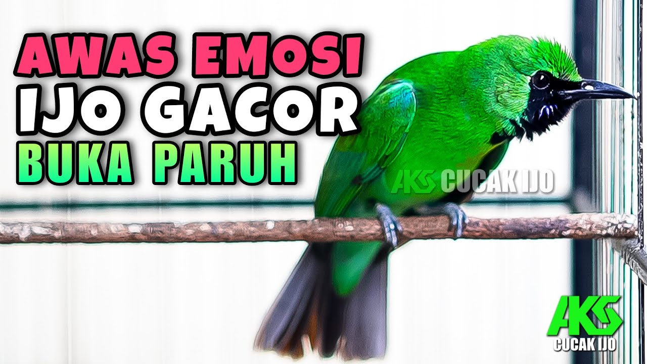 AWAS EMOSI !!! PANCINGAN CUCAK IJO GACOR FULL BUKA PARUH COCOK BUAT DONGKRAK EMOSI BURUNG IJO LAIN