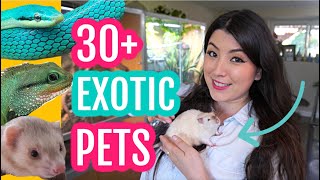 All of My Pets in ONE Video 2022 (I have over 30 pets!?) 🙈 | EMZOTIC by Emzotic 224,393 views 1 year ago 47 minutes