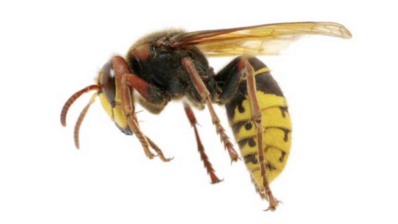 Spraying A European Pattern (Another JBCo. Spray Sesh...) YouTube