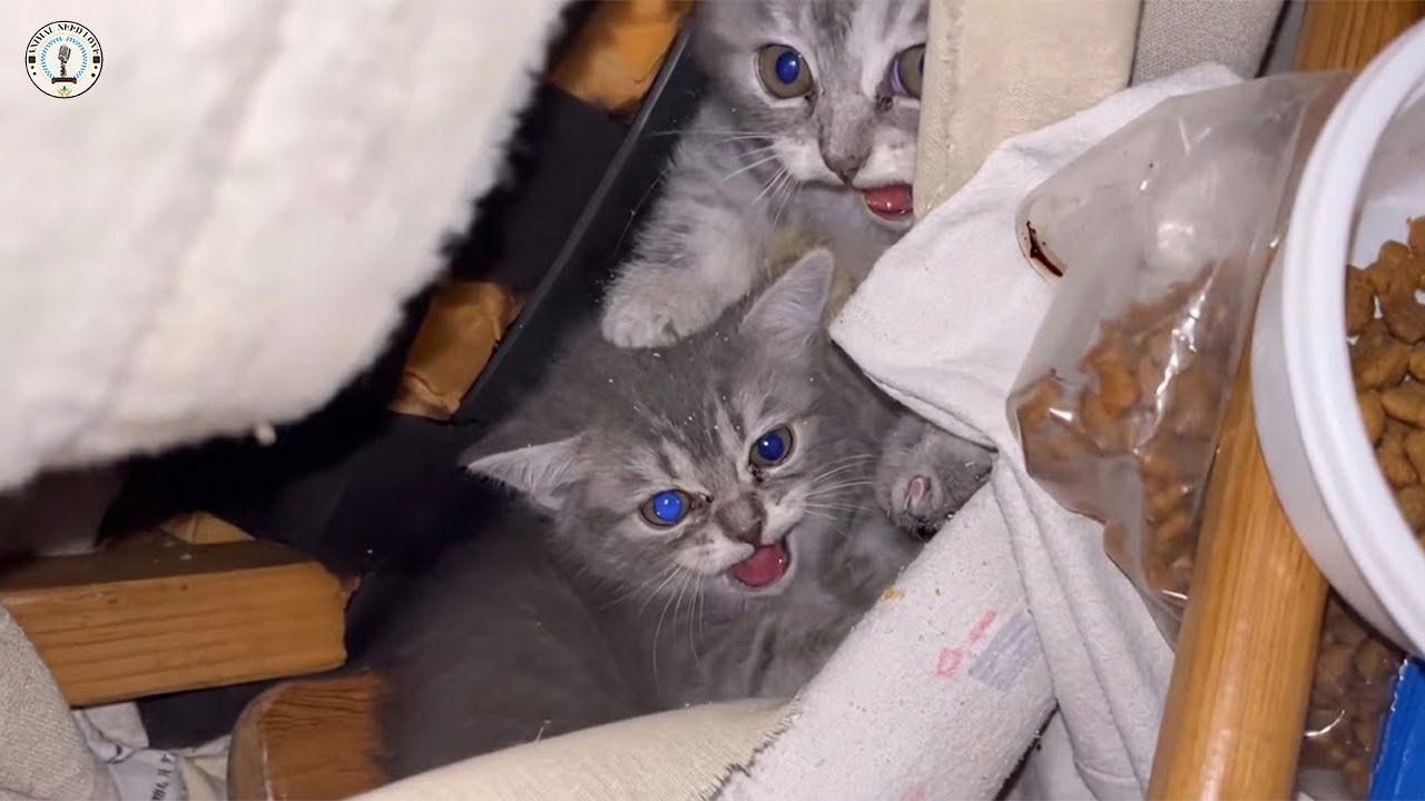 Думая, что весь мир их ненавидит, братья-близнецы держались друг за друга, чтобы выжить.