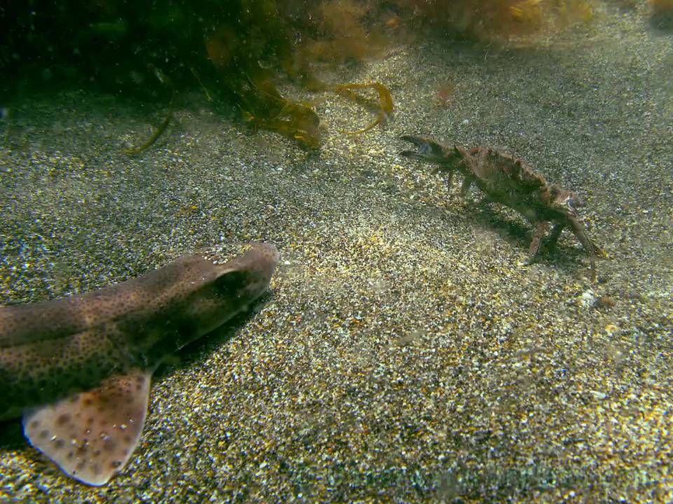 Underwater Ireland in photos (slideshow 2). YouTube