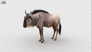 Wildebeest Low Poly 3D model by 3DModels.org