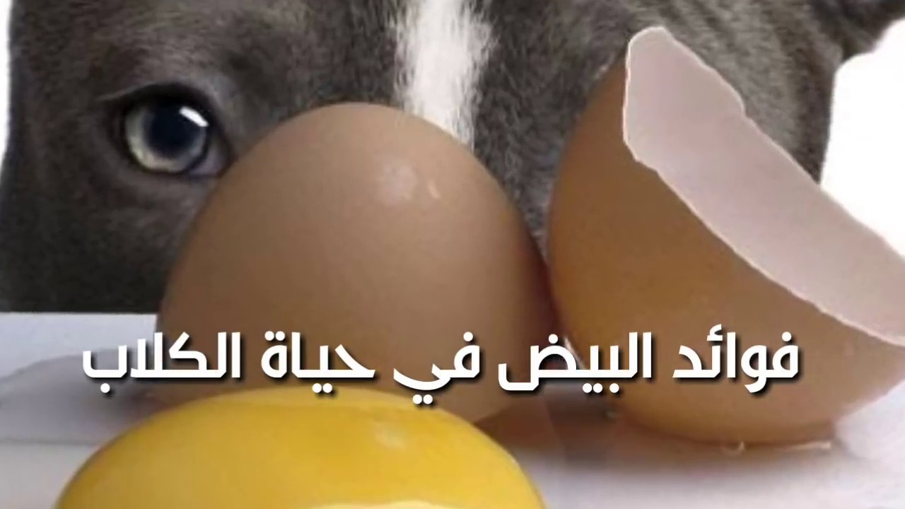 طريقة سحرية بالبيض تخلي كلبك وحش