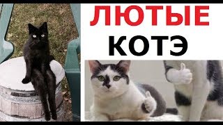 Лютые коты. Коты-люди и коты с крутыми рисунками на теле!