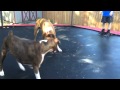 Luke the boxer likes to jump on the trampoline.