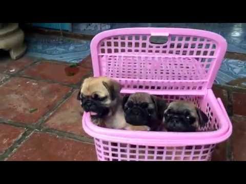 Video Tùng Lộc Pet - Chào bán đàn chó Pug mini tháng 09/2016 - youtube