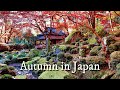 Japan autumn 4k virtual walking tour   best autumn color spots off the beaten path 4k