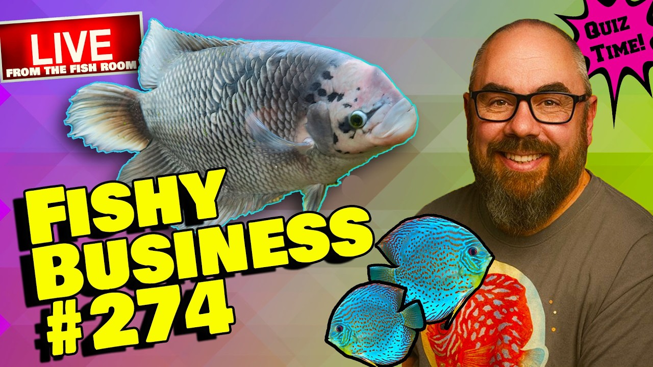 Friday Night Live! -  Fishy Business #274