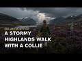A Stormy Highlands Walk with a Collie ⛅ Chill Lofi for Deep Focus 🎵 rainy-day focus beats