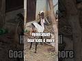 8790006310 | 9885586314 #hyderabadi #goat #kids #female #goats available at #nmgoatfarm Hyderabad