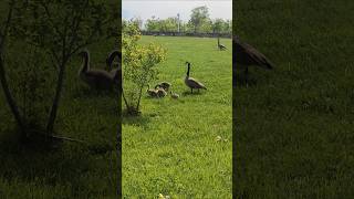 geese and chicks walking about in the park looking for food toronto canada apr 2026