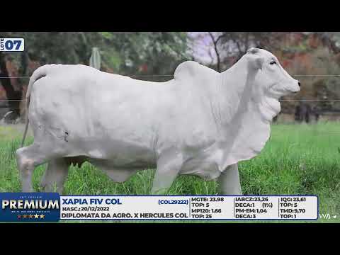 LOTE 07   XAPIA FIV COL