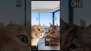 😂 #new #funny #cats #reels