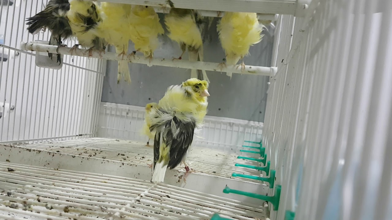 cortando uñas de canarios - YouTube