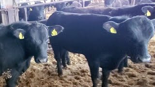 سلالات الانجص تربيه 🐃🐃🐃 Angus aberdeen