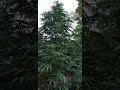 Amnesia weed