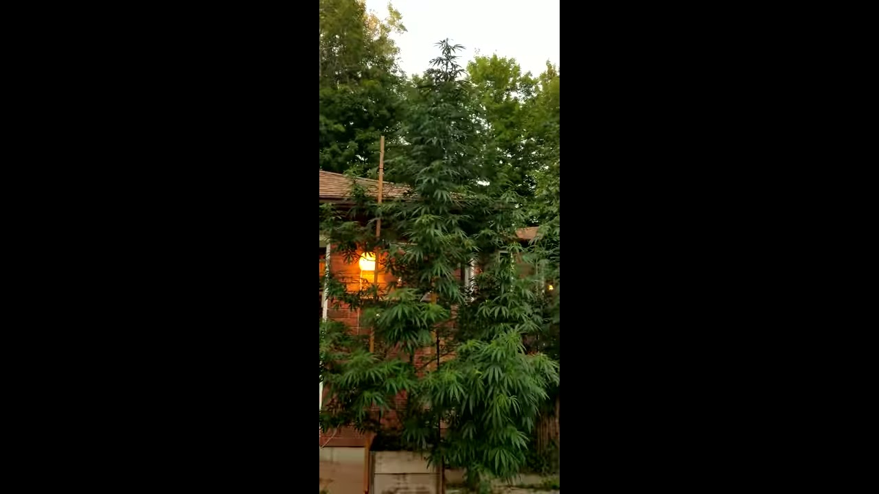 Amnesia weed