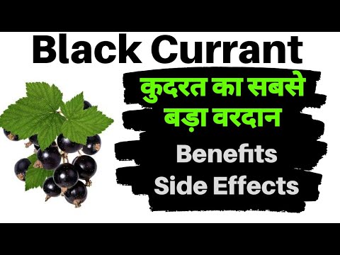 Black currant fruit ke fayde kya hain | health benefits, use, side effects in hindi | Renatus Nova