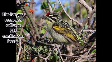 Red-fronted Tinkerbird