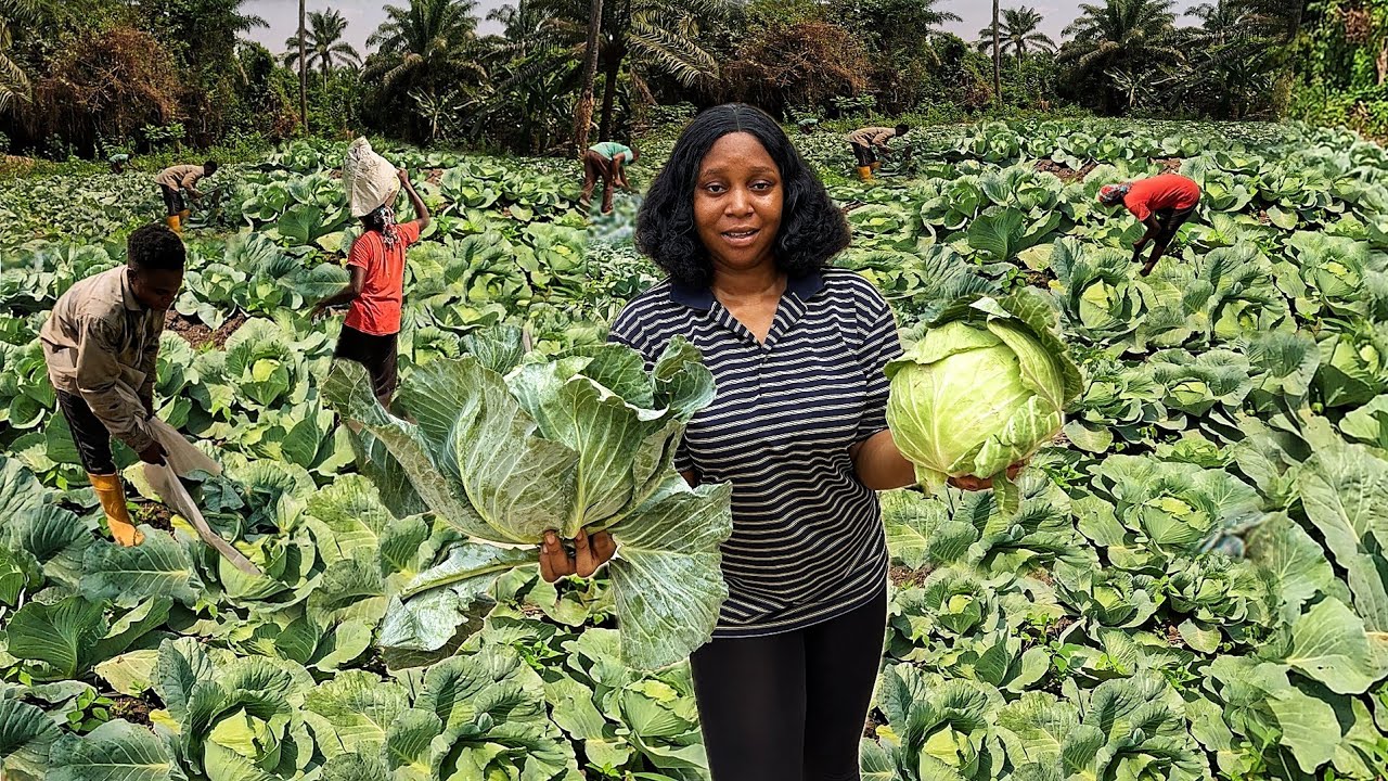 I STARTED MY MULTIMILLION NAIRA CABBAGE FARM IN NIGERIA. SECRETS NO ONE SHARES | WEST AFRICA 🇳🇬🌍