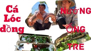 Cá Lóc Đồng Nướng Ống Tre | Một Ngày Đi Thả Lừ Bắt Cá | snakehead fish copper   | Hi Tây Nguyên