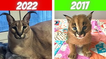 Floppa 2017 vs 2022 #shorts #memes