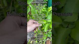 Benefits of the Leaf of Life 🍃 #homeremedies