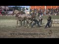 Festival Honéquestre, 2019 , Tir de chevaux, 3400 et moins, 8000lb