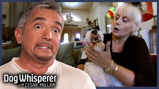 Cesar Calms Feisty Terrier That Bites Owner Daily! | S5E22 Full Episode | Dog Whisperer Anxious Great Dane Hates Being Groomed S5 E14 Full Episode Dog Whisperer With Cesar Millan