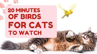 Various Bird Videos with Sounds for Cats to Watch & Play by Here Kitty Kitty 1 view 1 month ago 19 minutes