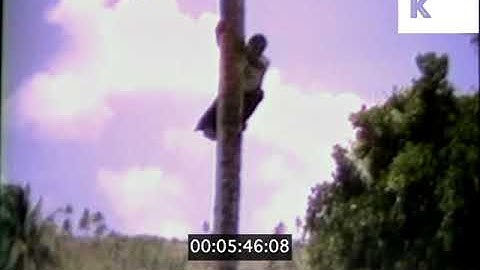 1970s, 1980s Montserrat, Man Climbing Coconut Tree