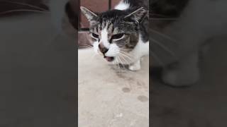 鳴きながら近寄ってくる腹ぺこの地域猫 #野良猫 #捨て猫
