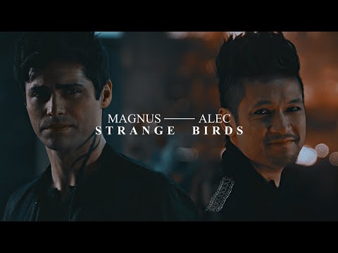Magnus & Alec | Strange birds
