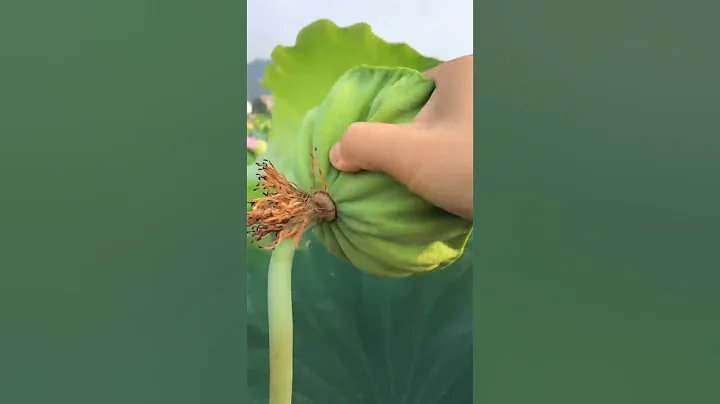 Lotus Seed Harvest #satisfying #short - DayDayNews