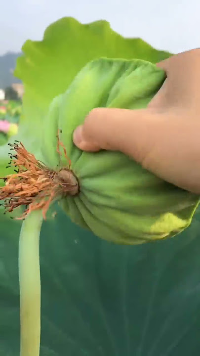 Lotus Seed Harvest #satisfying #short