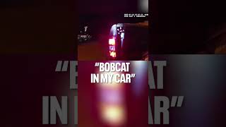 Portage County Deputies, Dnr Pull Big Cat From Grill Fox6 News Milwaukee