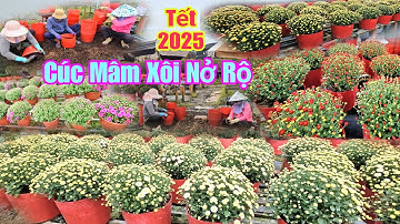 Lang hoa sa đéc - Tết 2025 cúc mâm xôi hàn quốc nở rộ đón tết ất tỵ