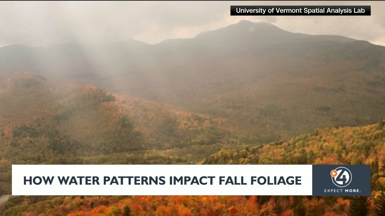 How water patterns impact fall foliage