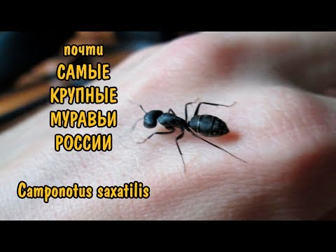 почти САМЫЕ КРУПНЫЕ МУРАВЬИ РОССИИ. Camponotus saxatilis