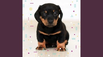 Pulsating Backdrops for Resting Dogs